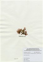 藏品(海木耳)的圖片